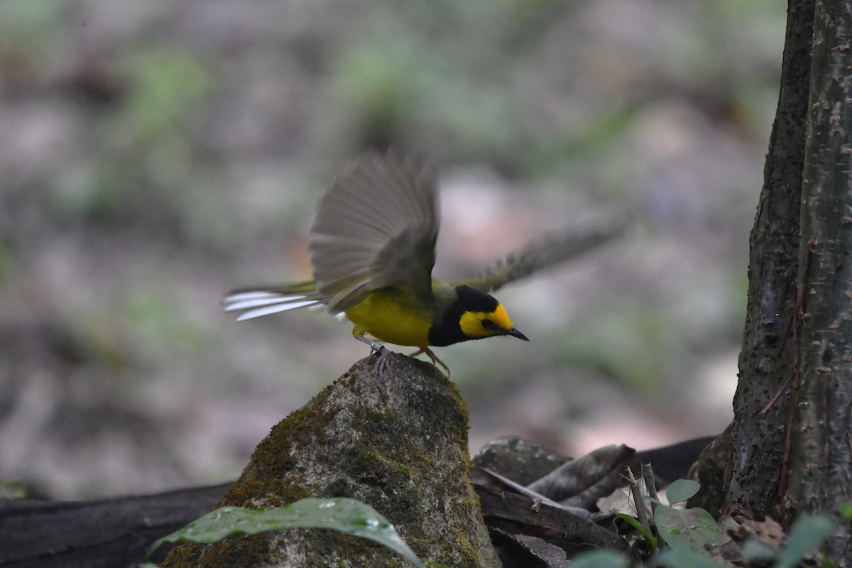 Kapuzenwaldsänger - ML652521272