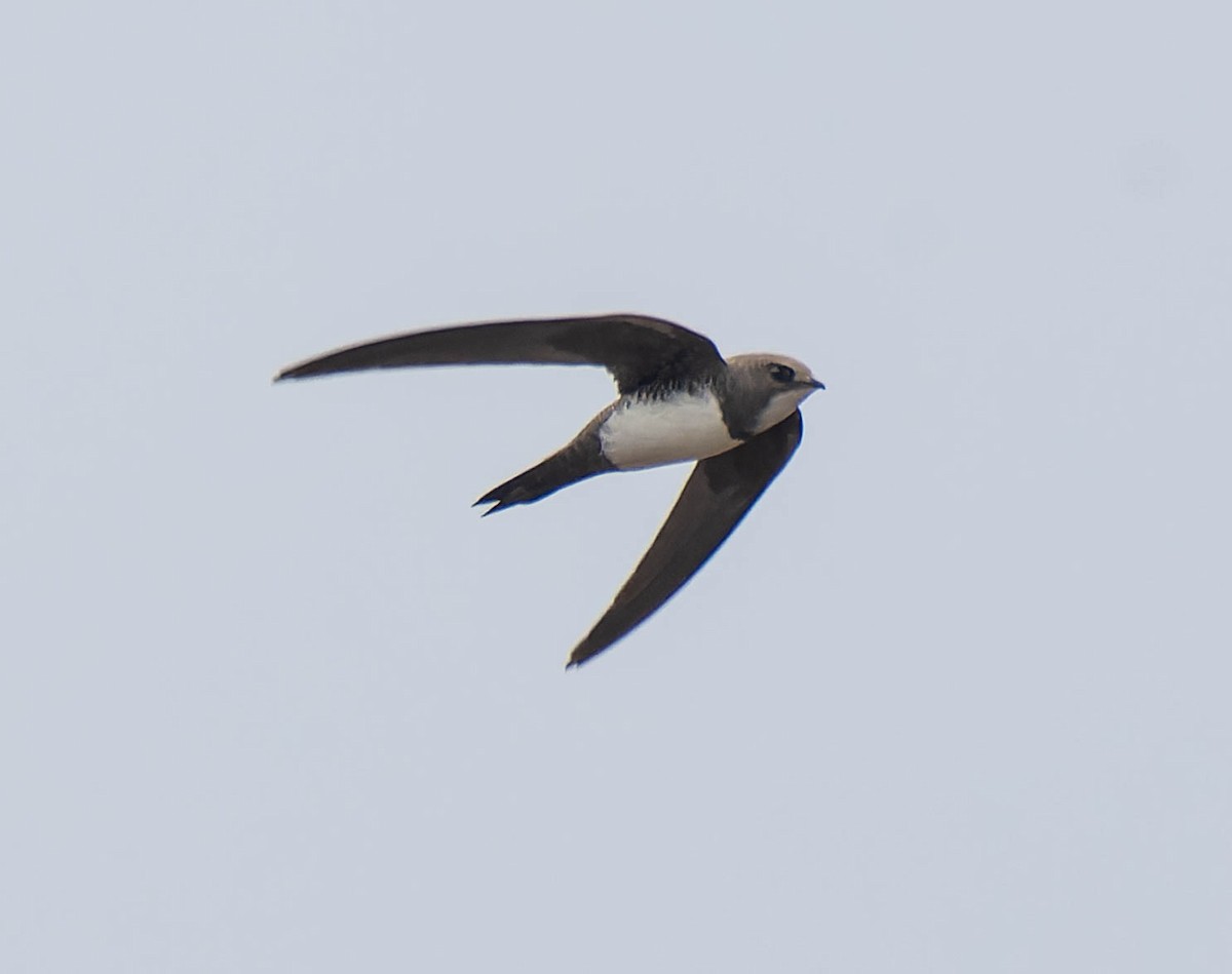 Alpine Swift - ML652521323