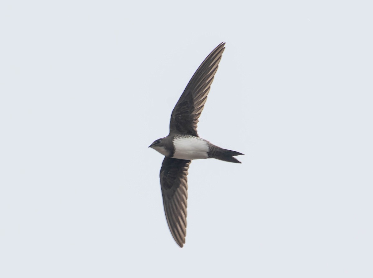 Alpine Swift - ML652521325