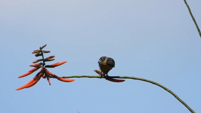 Baltimore Oriole - ML652521454