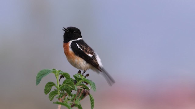 Siberian Stonechat - ML652521524