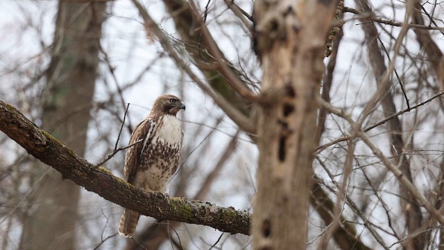 Red-tailed Hawk - ML652521528