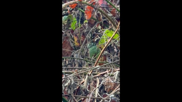 Allen's Hummingbird - ML652521541