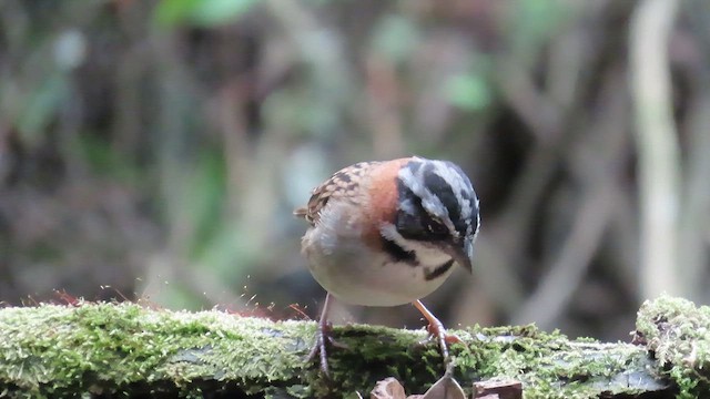 Rufous-collared Sparrow - ML652521557