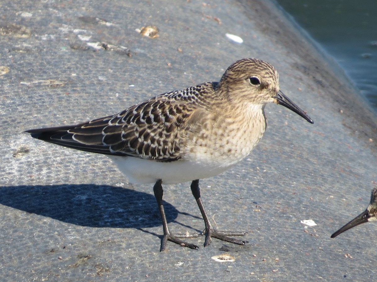 Baird's Sandpiper - ML65252161