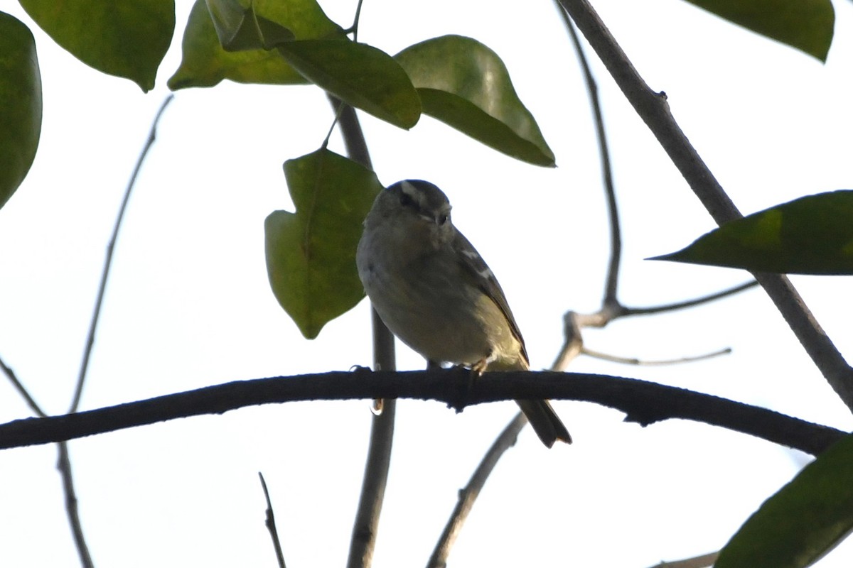 Yellow-browed Warbler - ML652521640