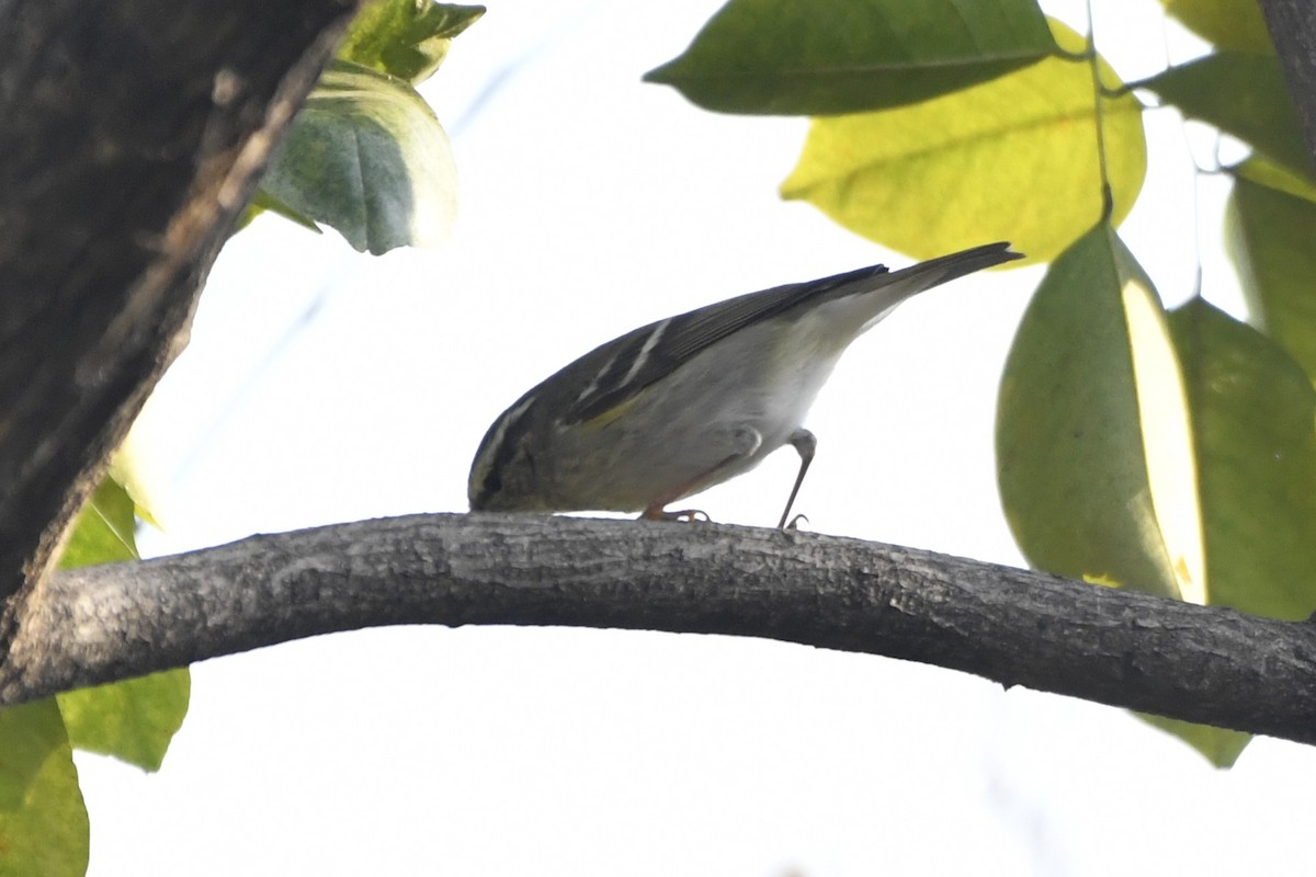 Yellow-browed Warbler - ML652521641
