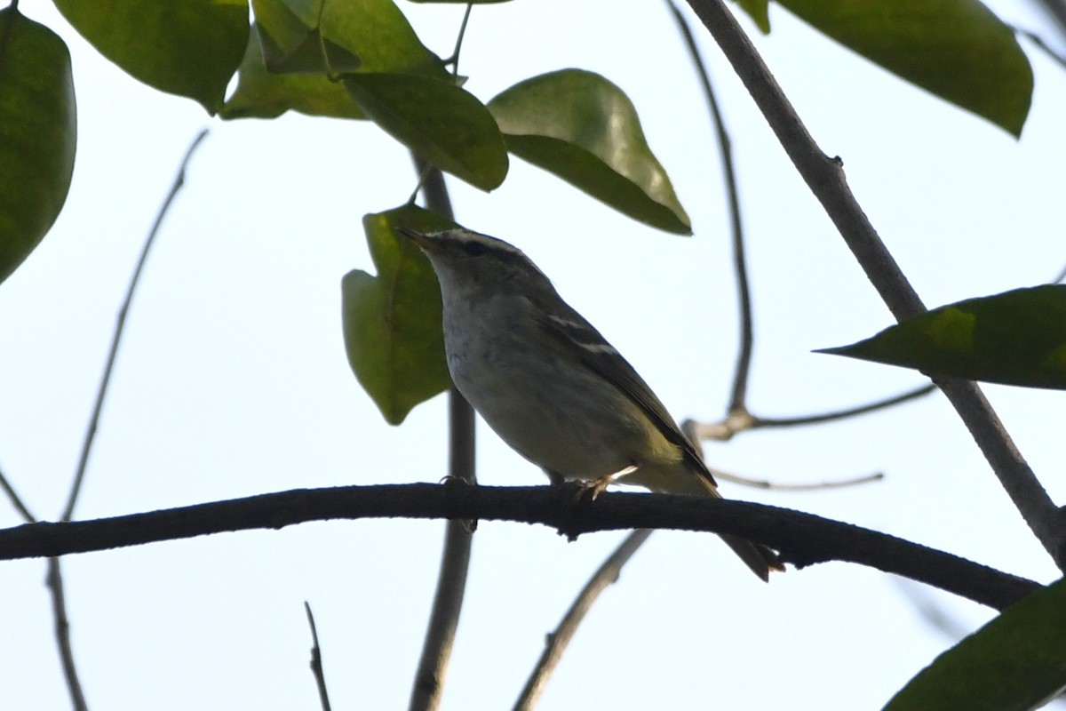 Yellow-browed Warbler - ML652521642