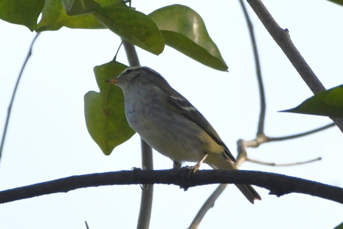 Yellow-browed Warbler - ML652521643