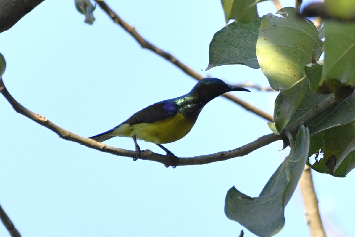 Brown-throated Sunbird - ML652521650