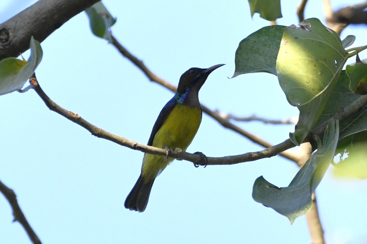 Brown-throated Sunbird - ML652521651