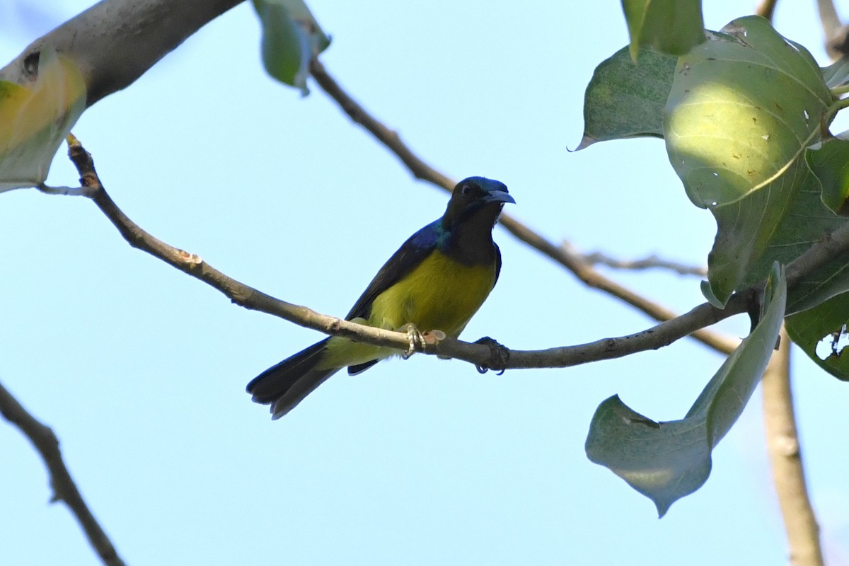 Brown-throated Sunbird - ML652521652