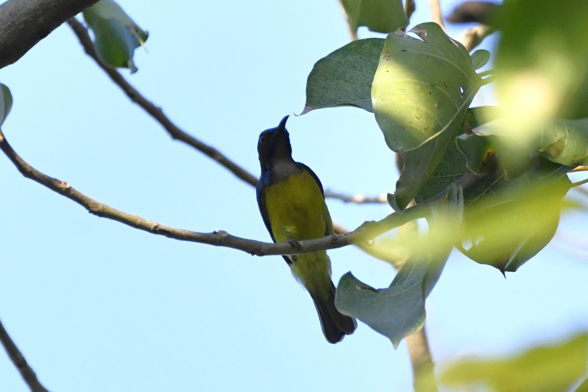 Brown-throated Sunbird - ML652521653