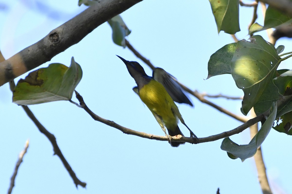 Brown-throated Sunbird - ML652521654