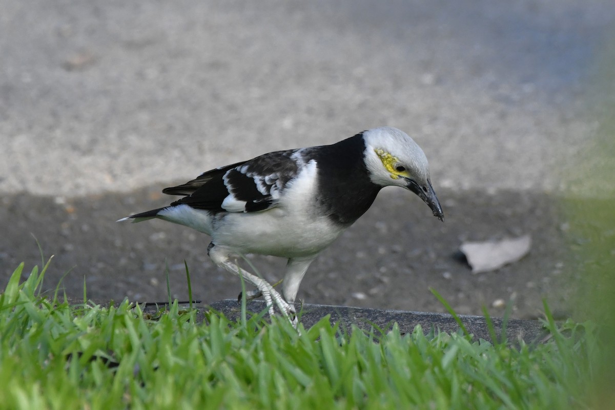 Black-collared Starling - ML652521672