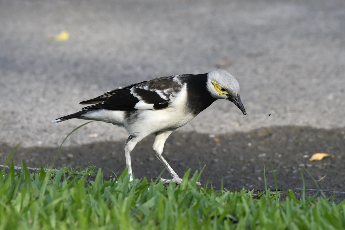 Black-collared Starling - ML652521673