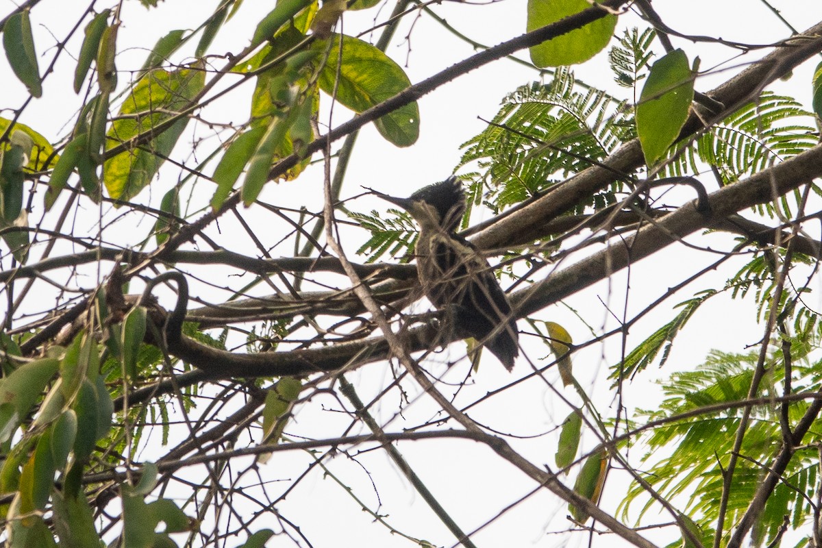 Pic canente - ML652521731