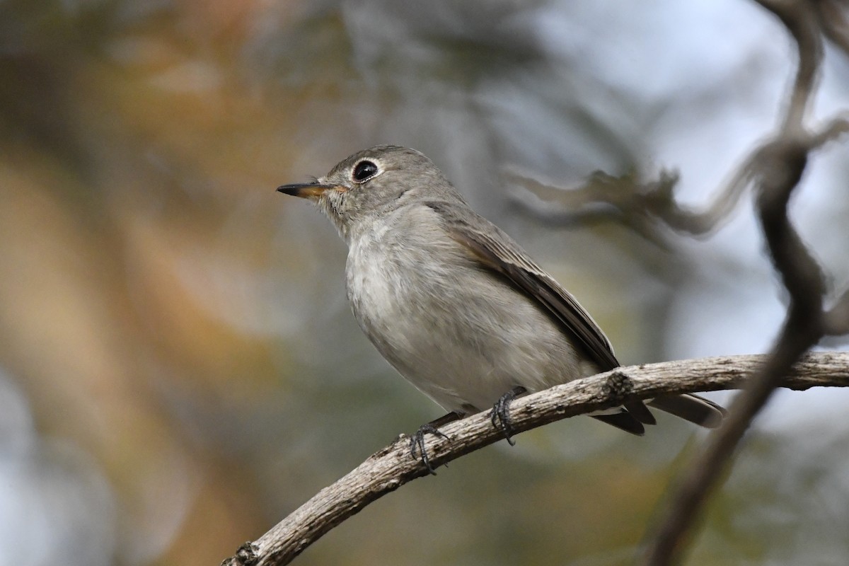 Asian Brown Flycatcher (Northern) - ML652521765