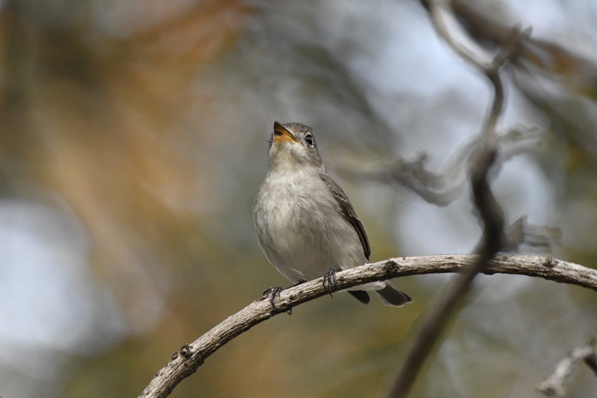 Asian Brown Flycatcher (Northern) - ML652521766