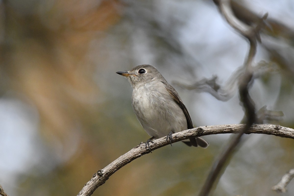 Asian Brown Flycatcher (Northern) - ML652521767