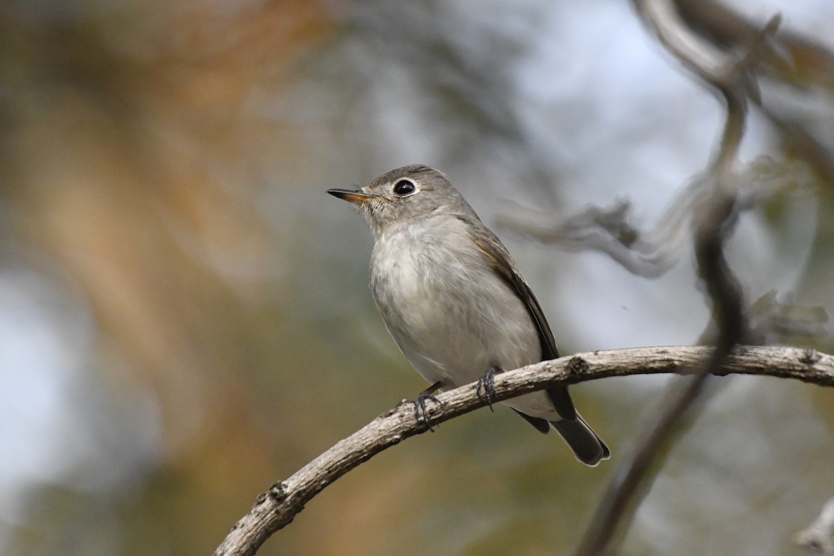 Asian Brown Flycatcher (Northern) - ML652521768