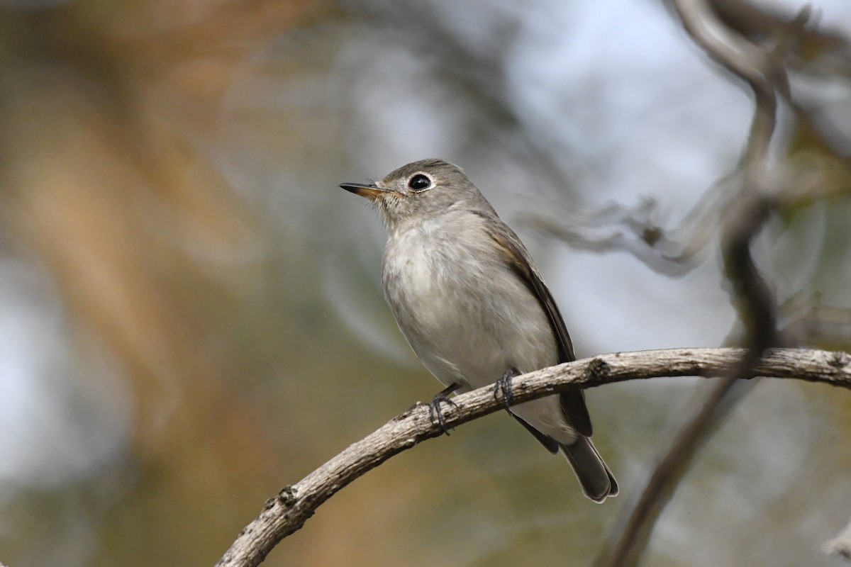 Asian Brown Flycatcher (Northern) - ML652521769