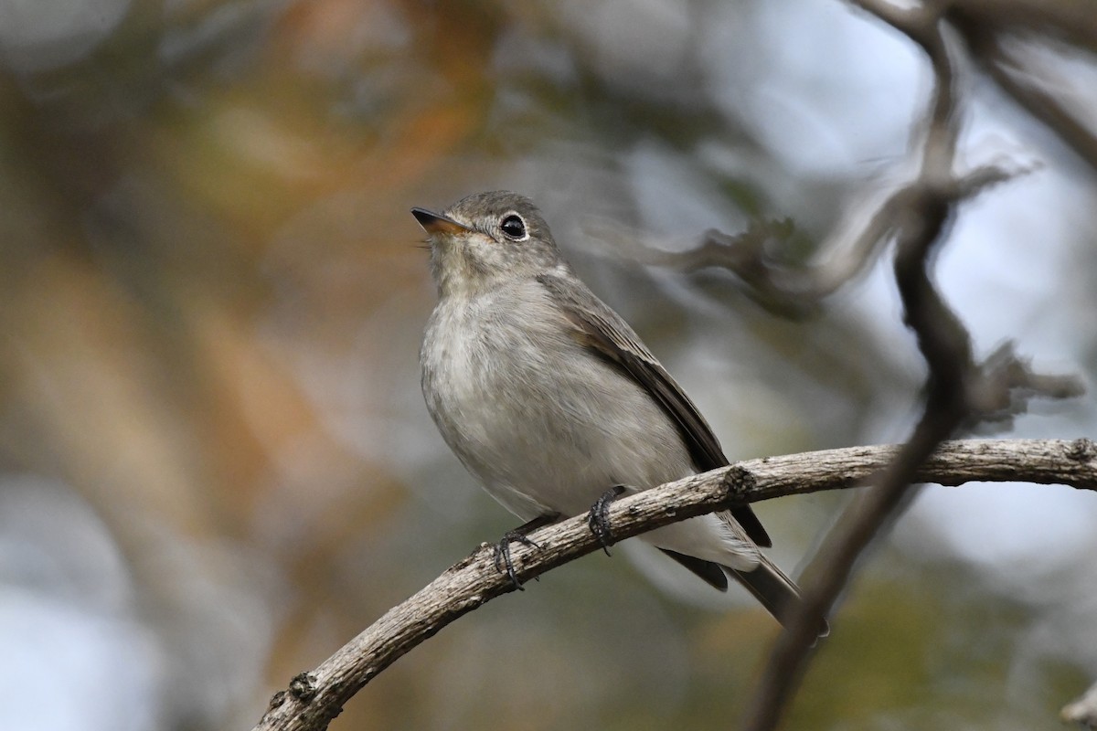 Asian Brown Flycatcher (Northern) - ML652521770