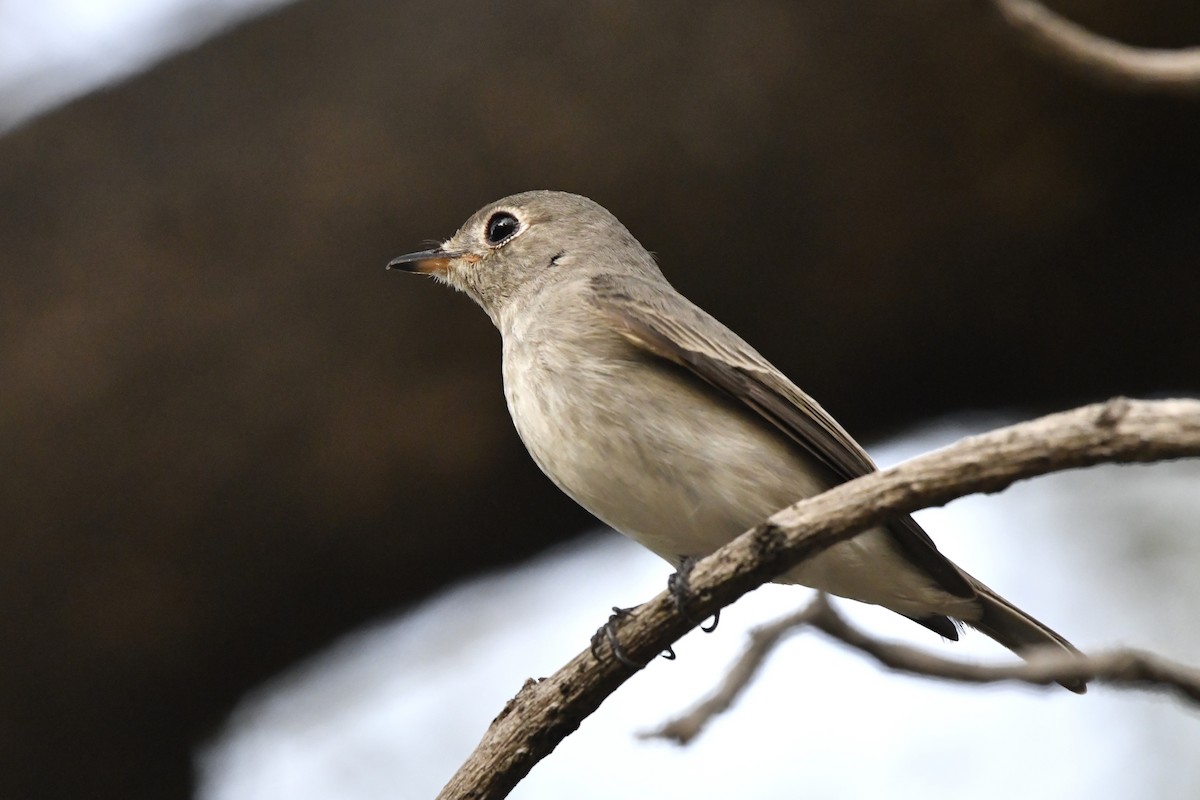 Asian Brown Flycatcher (Northern) - ML652521771