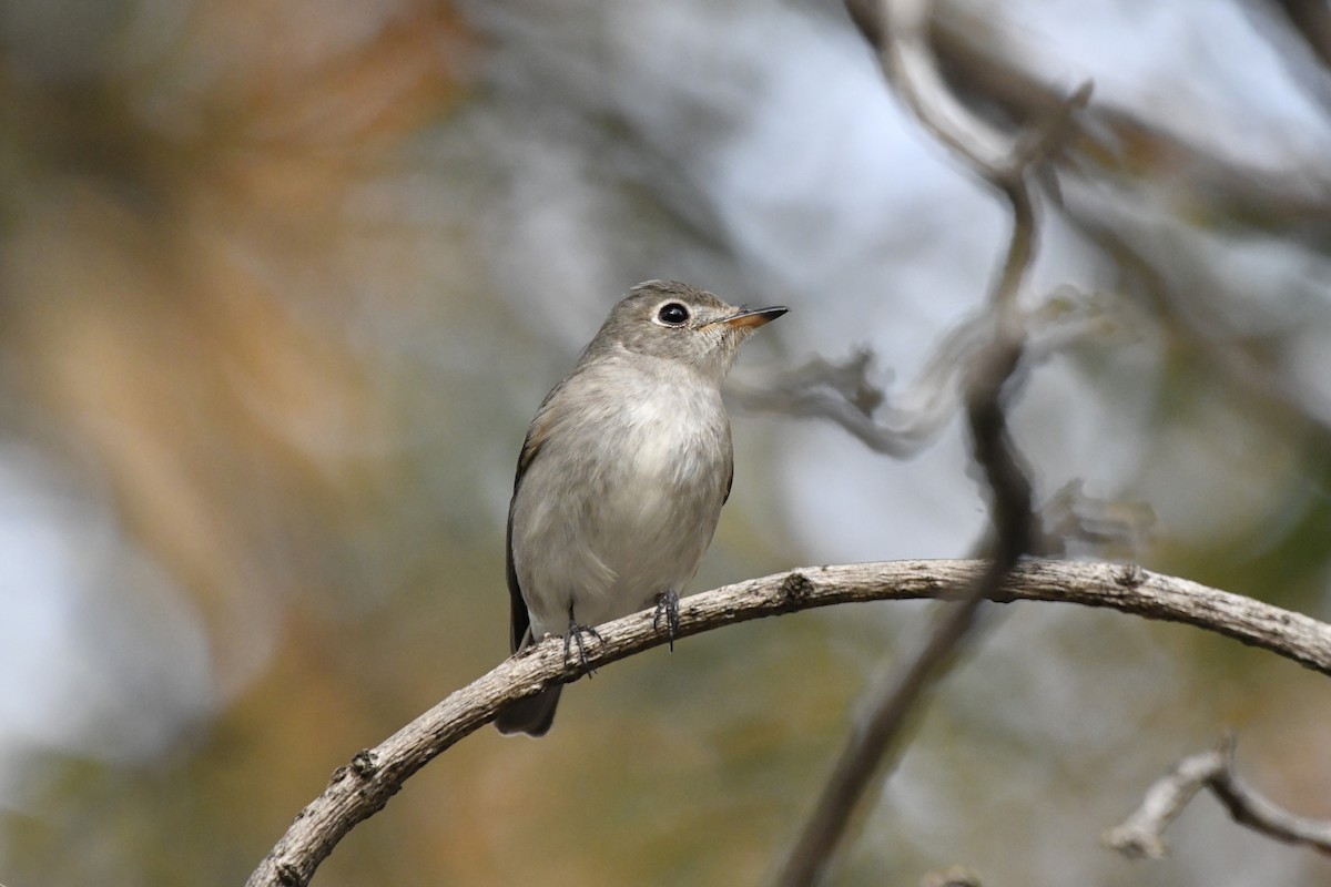 Asian Brown Flycatcher (Northern) - ML652521772