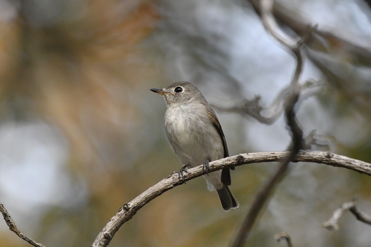 Asian Brown Flycatcher (Northern) - ML652521773