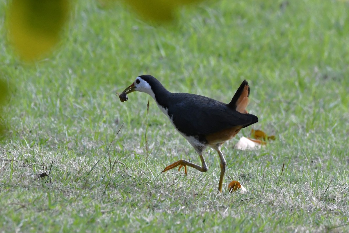 White-breasted Waterhen - ML652521783