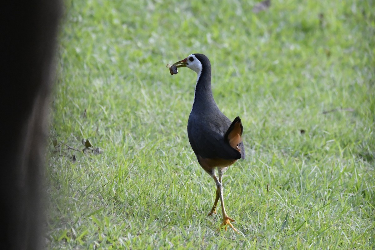 White-breasted Waterhen - ML652521784