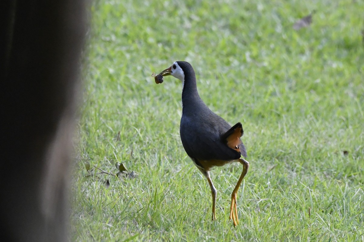 White-breasted Waterhen - ML652521785