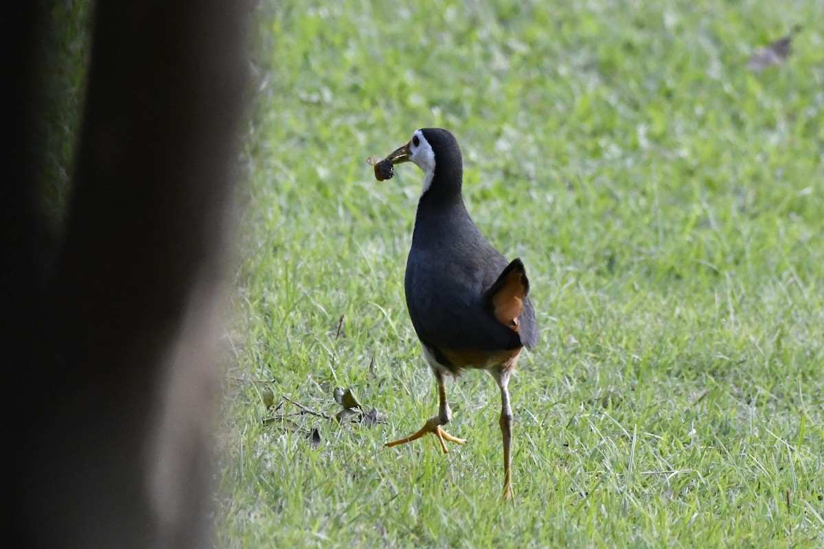 White-breasted Waterhen - ML652521786