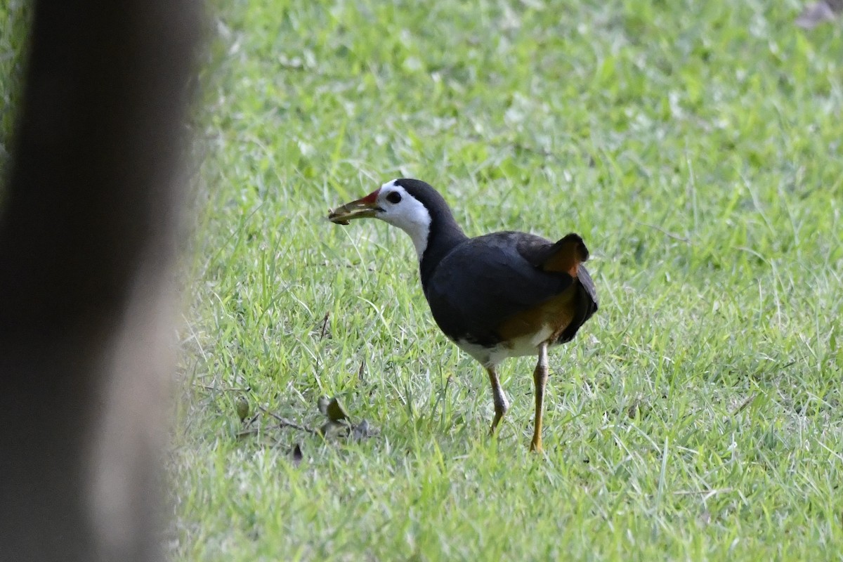 White-breasted Waterhen - ML652521787