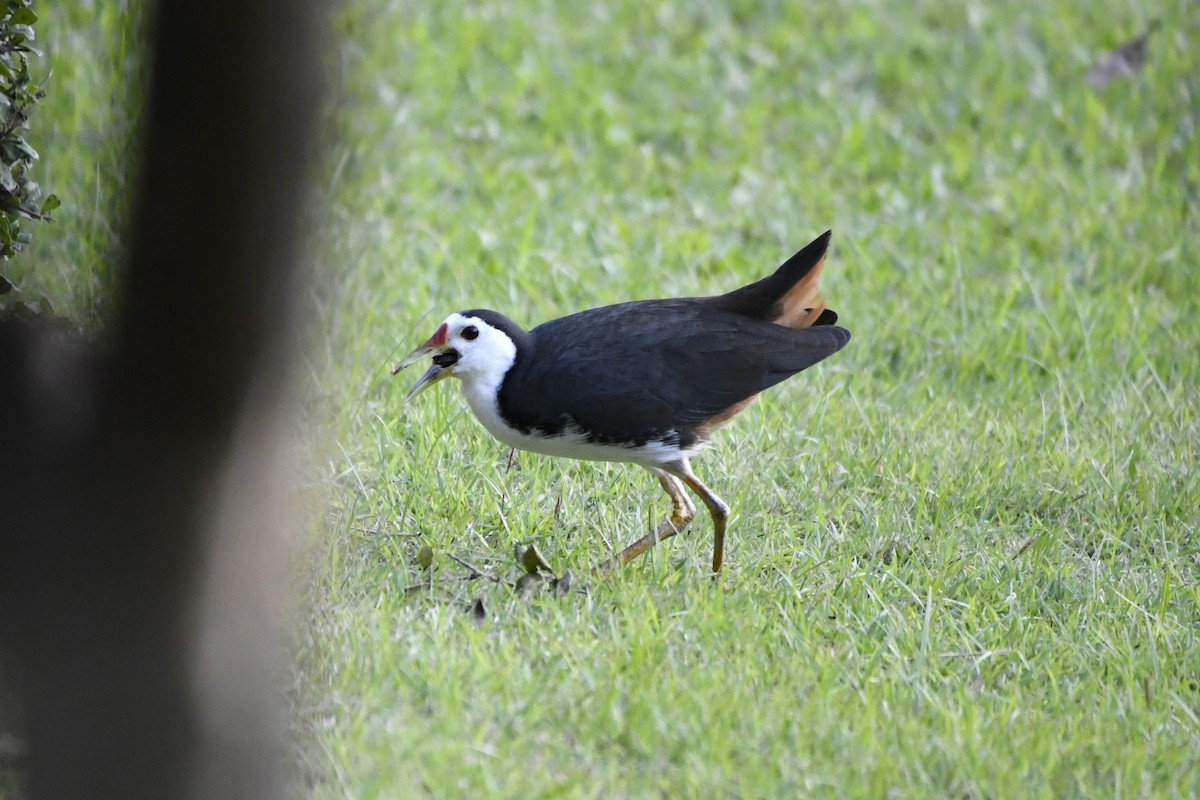 White-breasted Waterhen - ML652521788