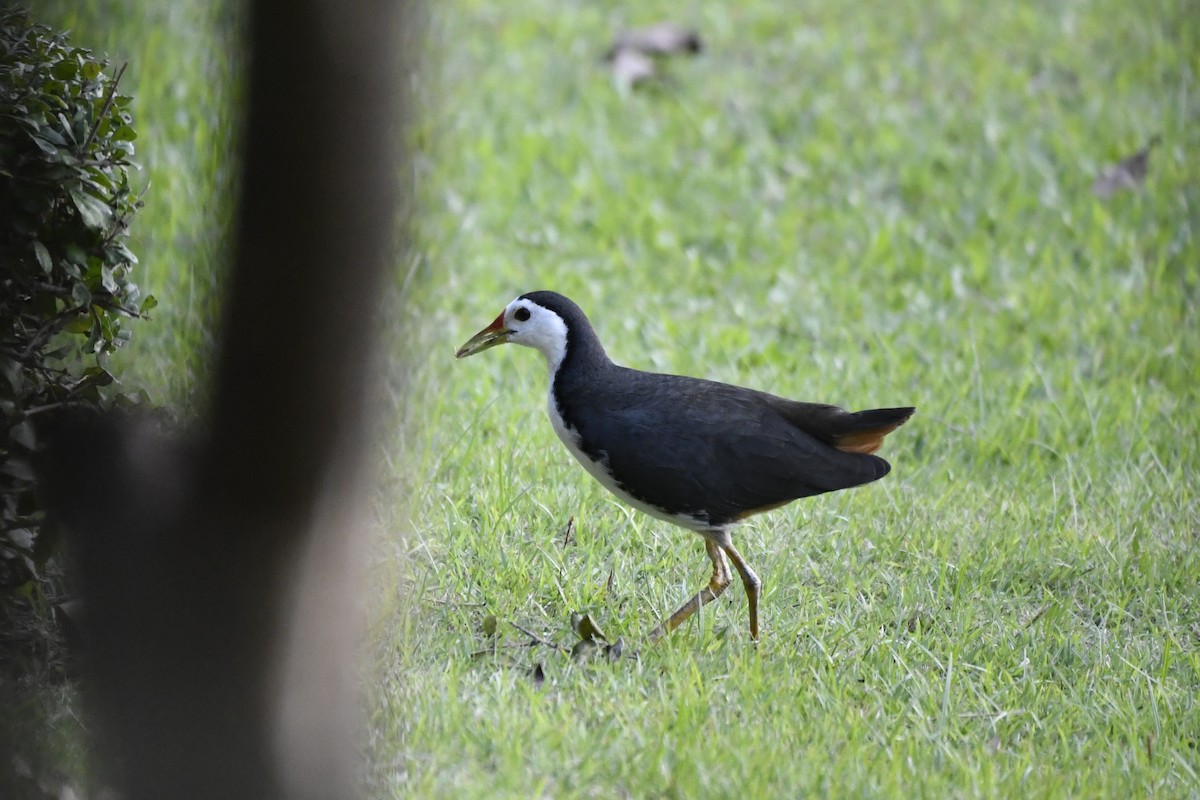 White-breasted Waterhen - ML652521789