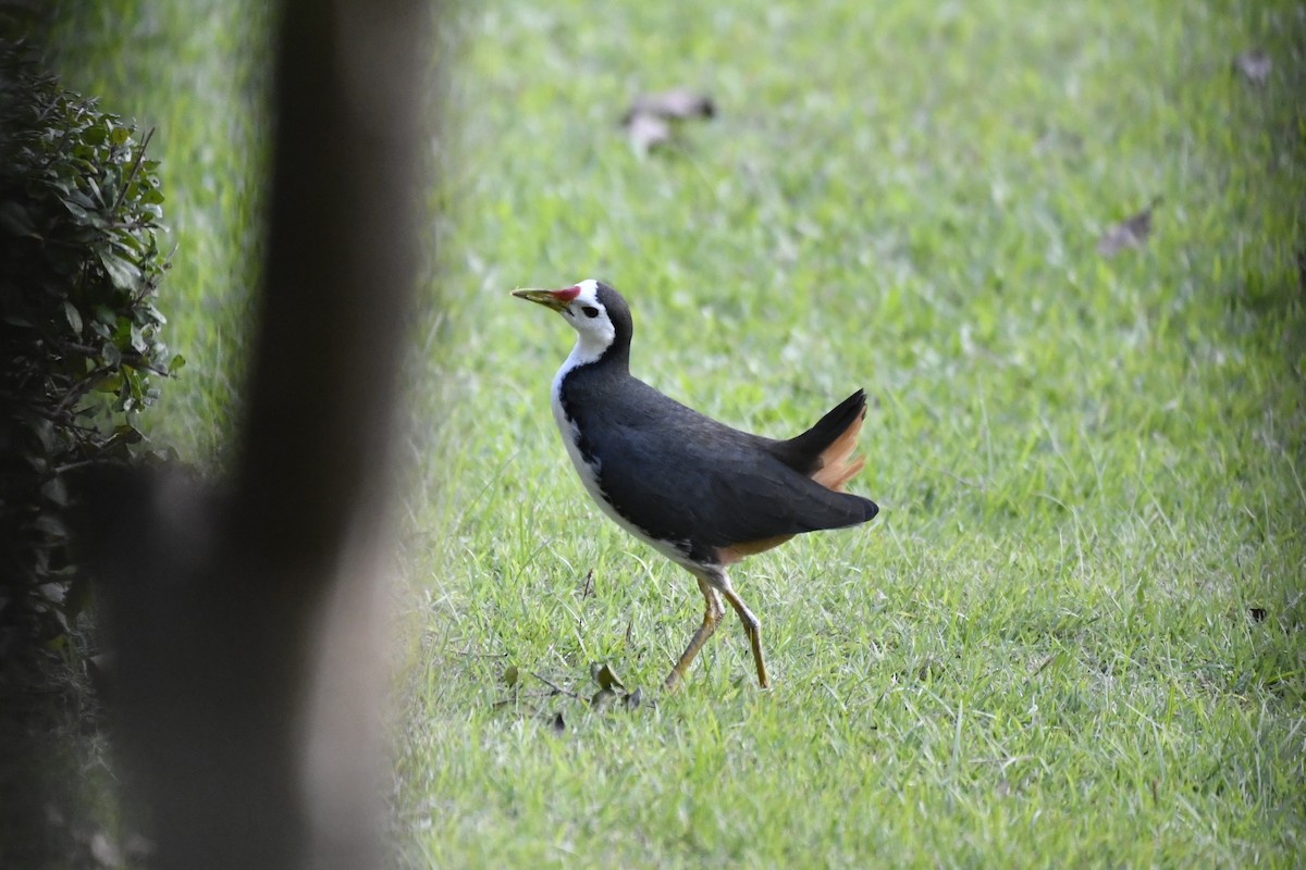 White-breasted Waterhen - ML652521790