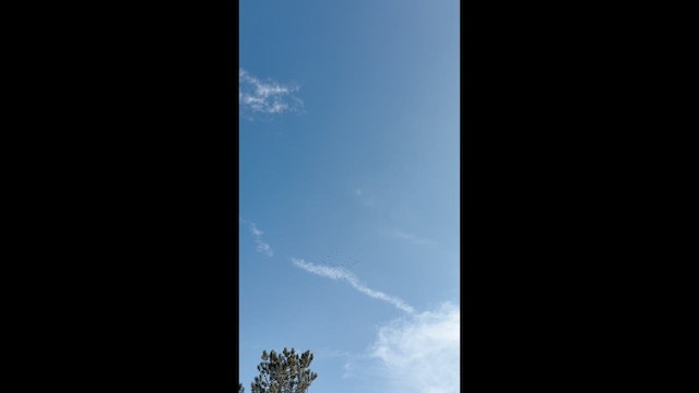 Sandhill Crane - ML652521822