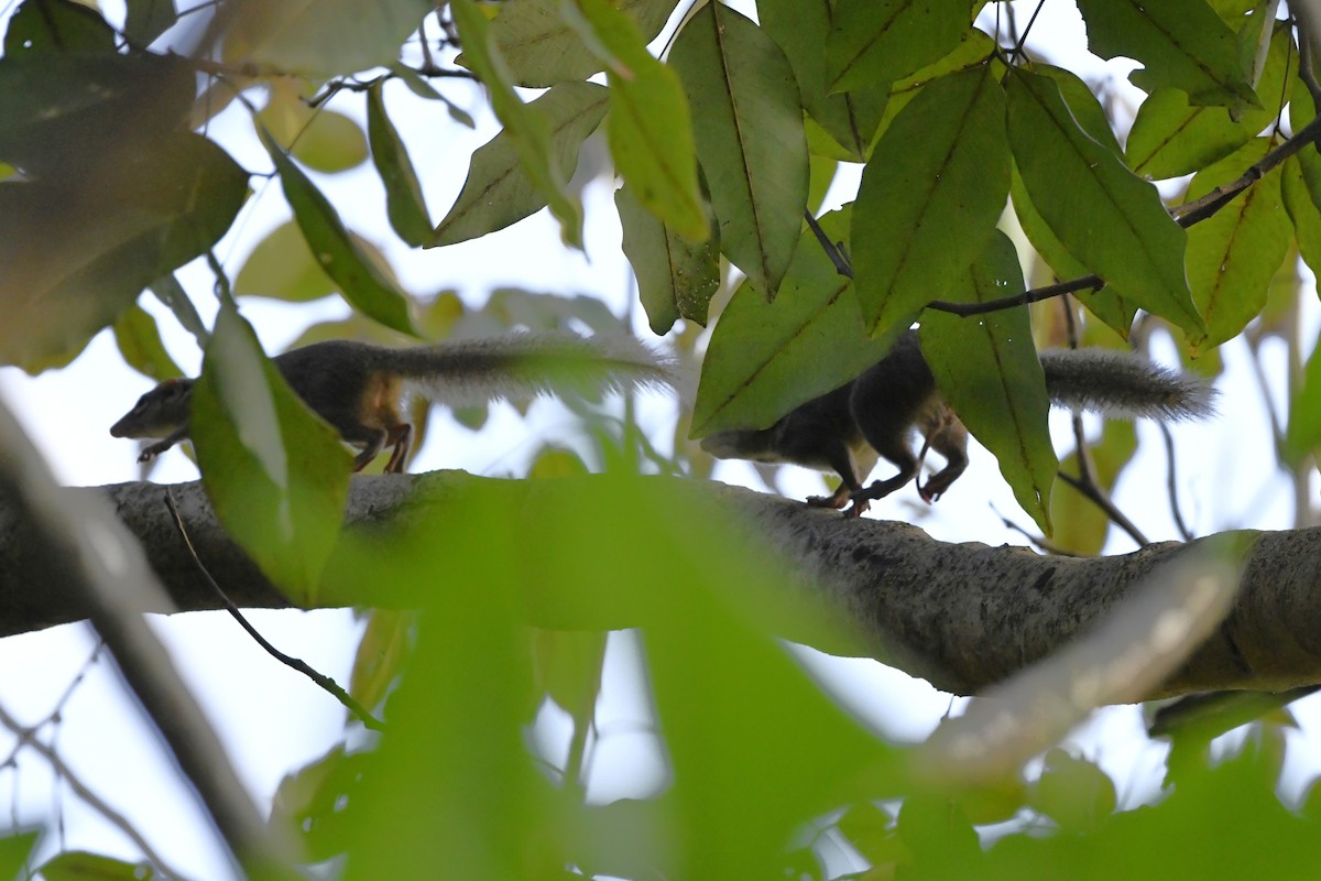 Northern Treeshrew - ML652521884