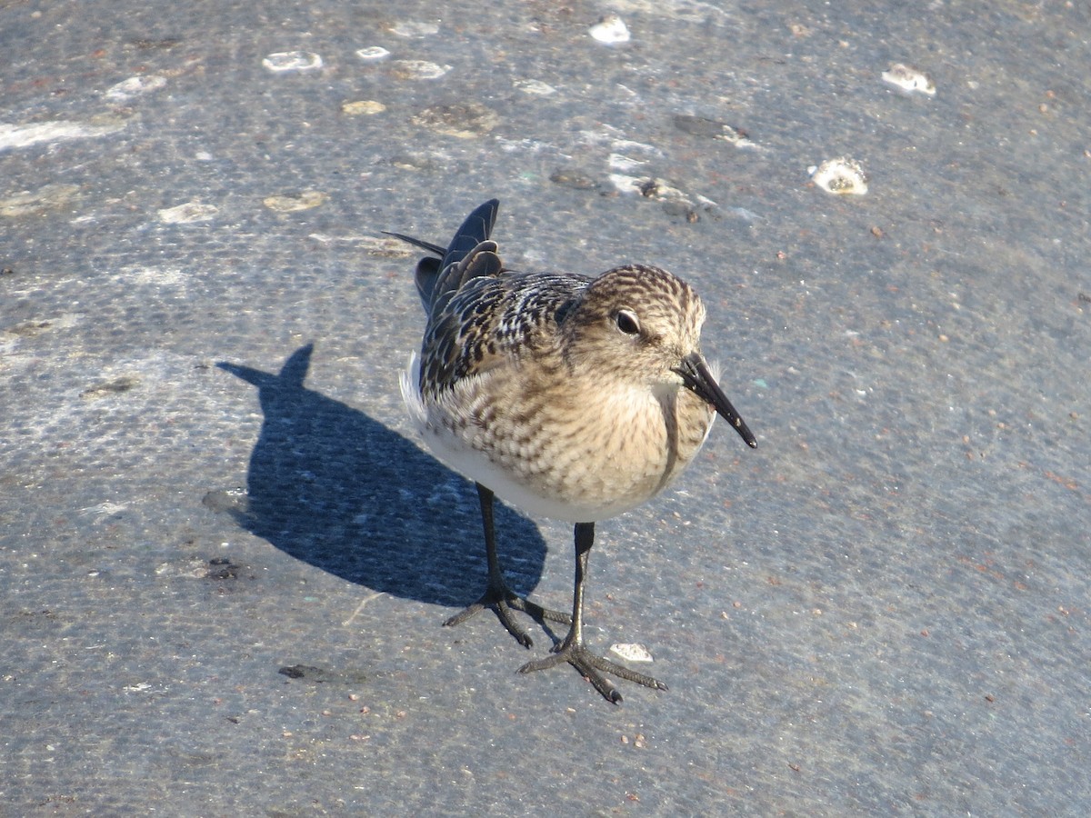 Baird's Sandpiper - ML65252221