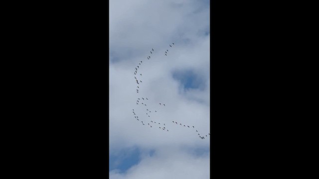 Tundra Swan - ML652522303