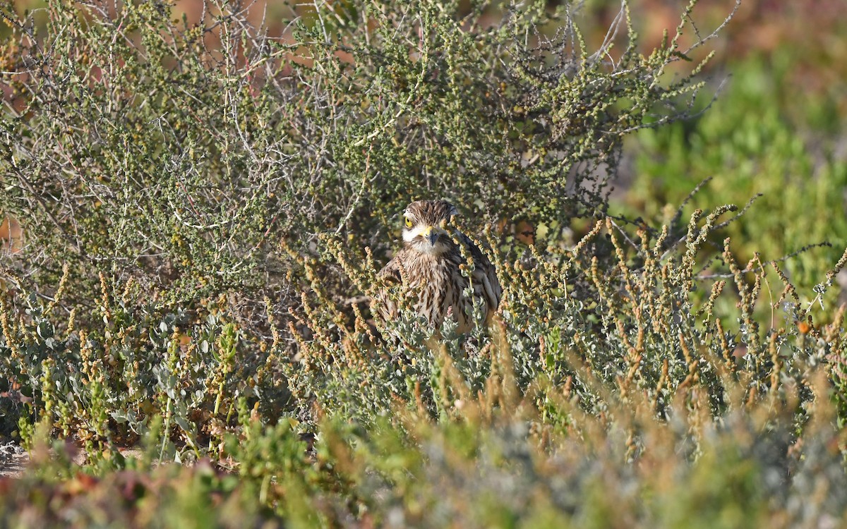 Авдотка - ML652522494