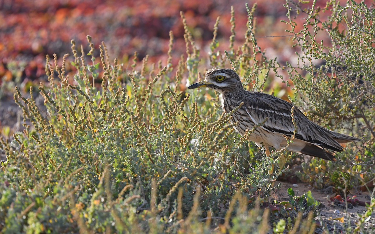 Авдотка - ML652522495