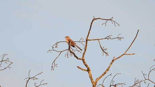 Northern Mockingbird - ML652522524