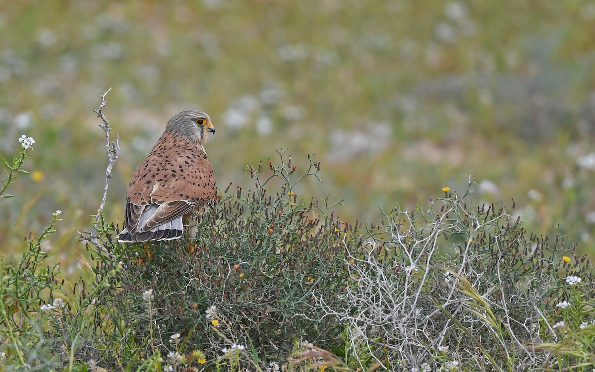 Пустельга (canariensis/dacotiae) - ML652522610