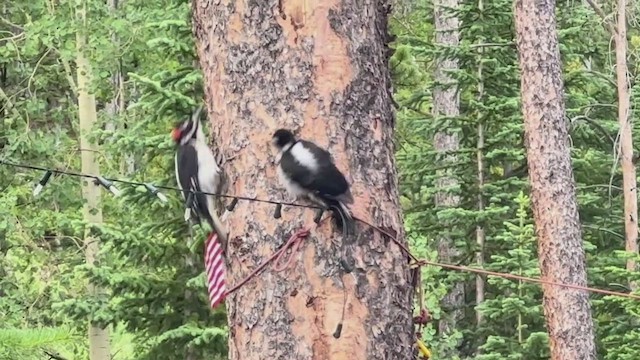 Hairy Woodpecker - ML652522635