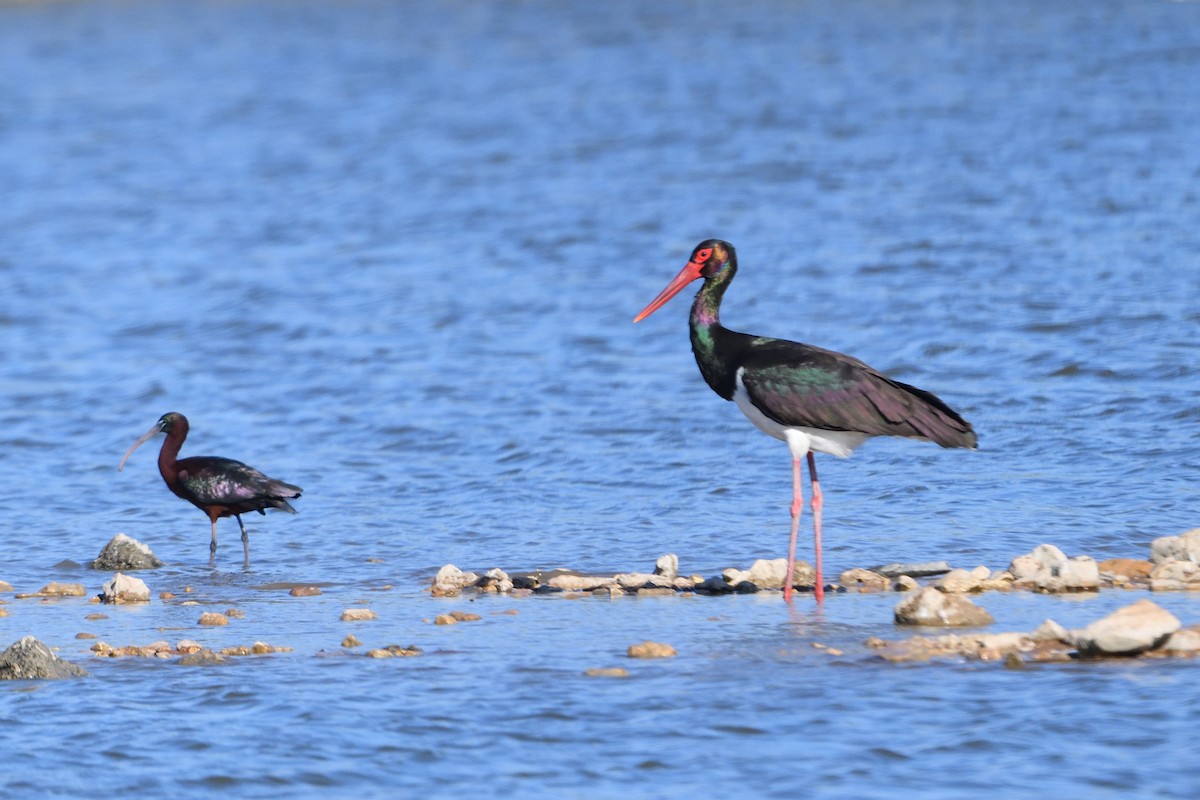 Cigogne noire - ML652522640