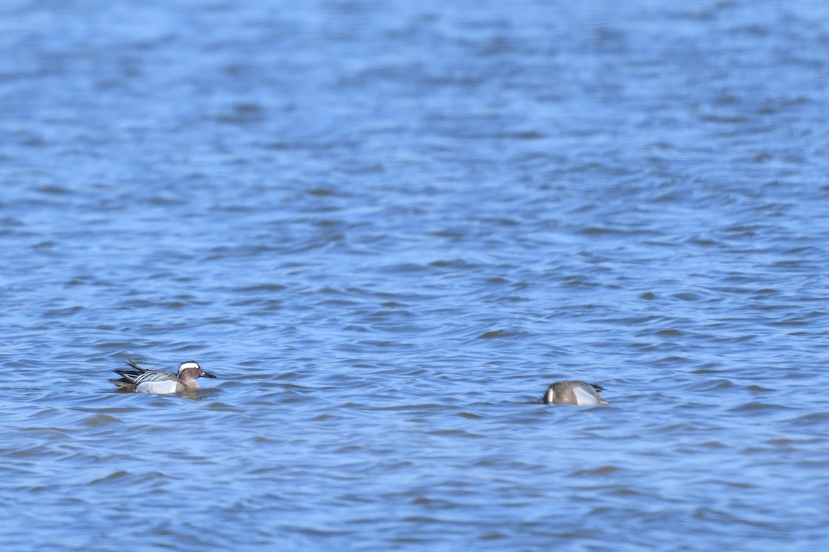 Knäkente - ML652522654