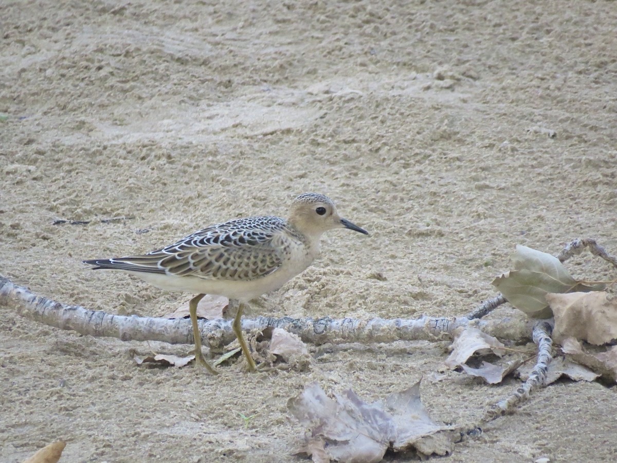 Желтозобик - ML652522719